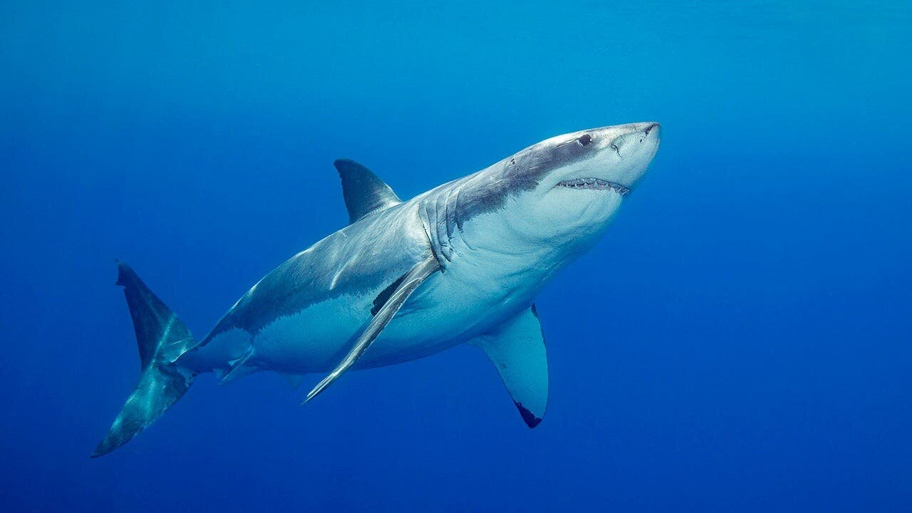 'Devoted' father and grandfather-to-be swimming at popular beach killed in suspected fatal shark attack - foxnews.com
