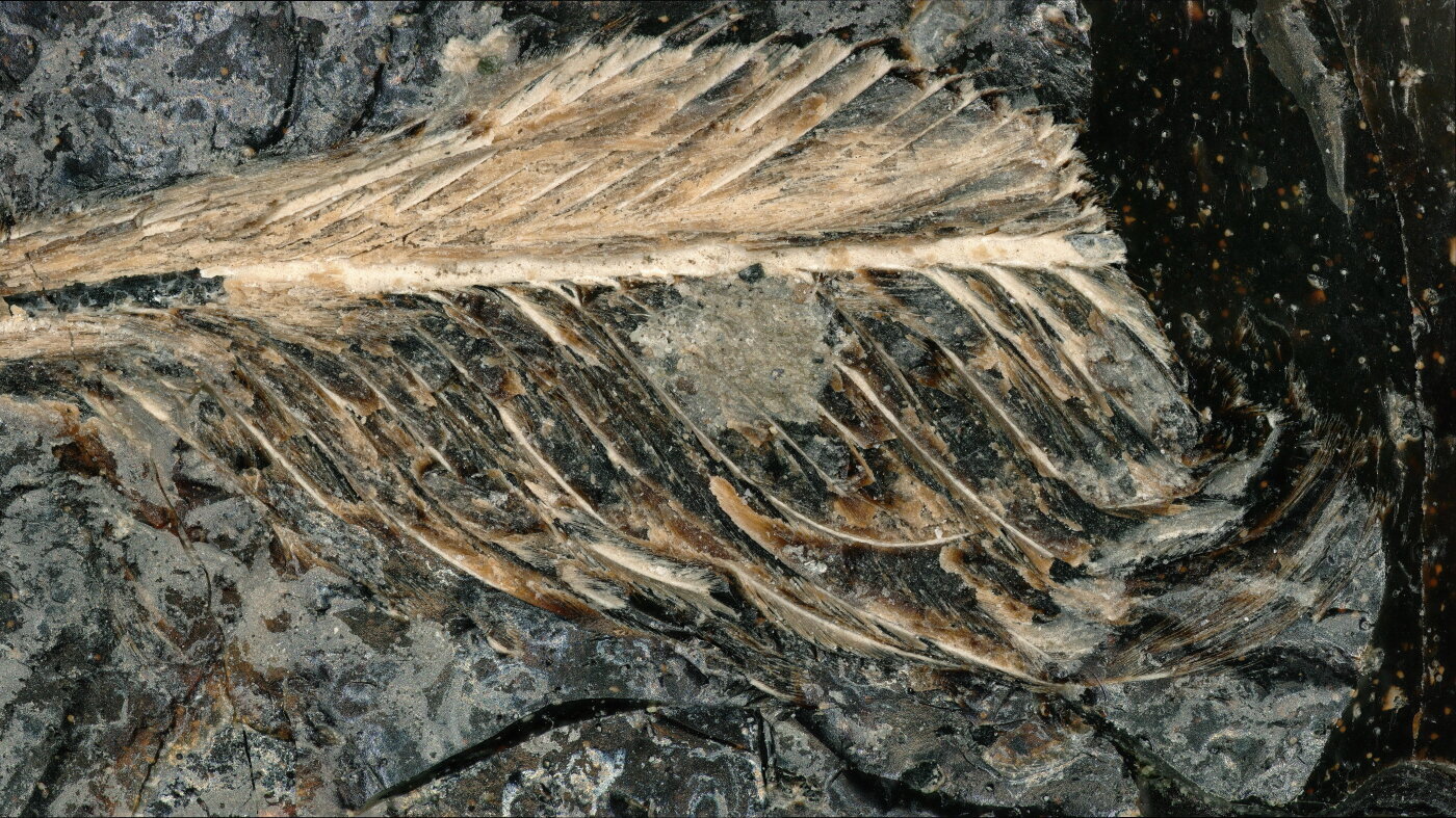 A fossil feather from the age of dinosaurs may explain why only some birds survived - NPR