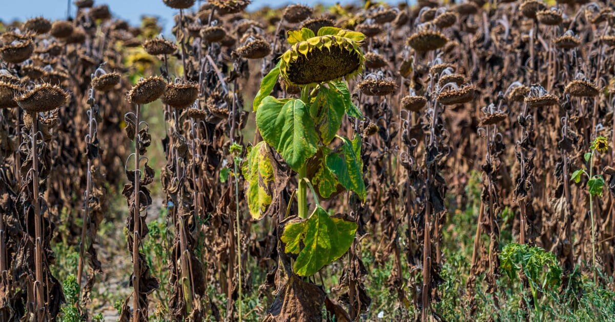 August declared the hottest month ever recorded - politico.eu