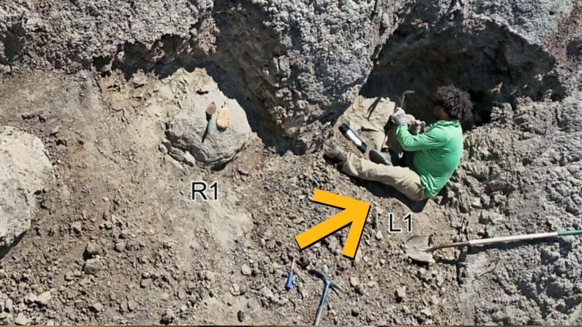 Scientists Find First Adult T. Rex Trackway – And The Footprints Are Human-Sized - ScienceAlert