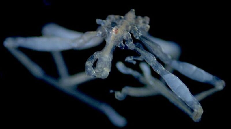 New hairy-legged, three-lipped, red-eyed sea spider species discovered - CNN