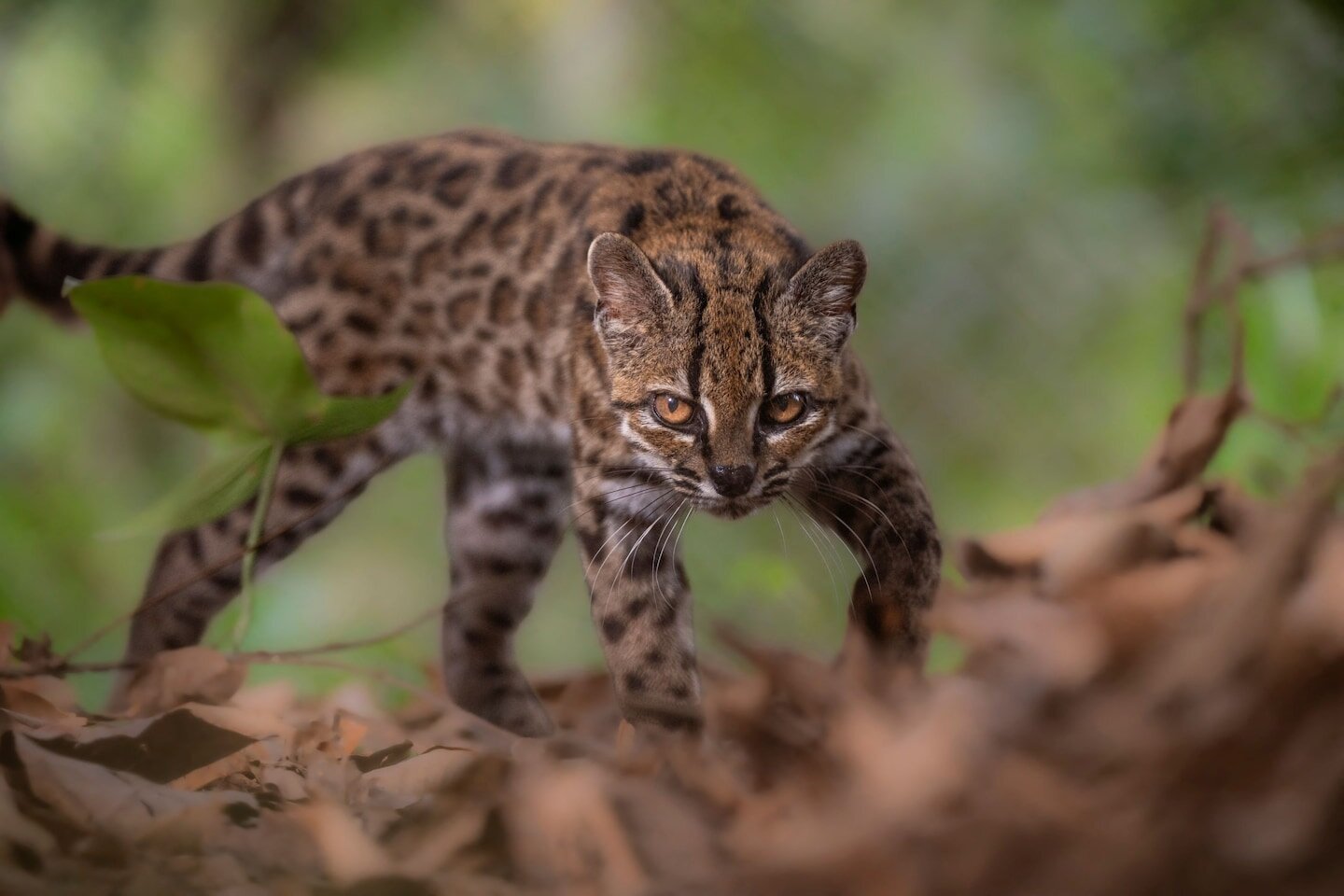 New cat species discovered in Bolivia for first time in over 100 years - washingtonpost.com