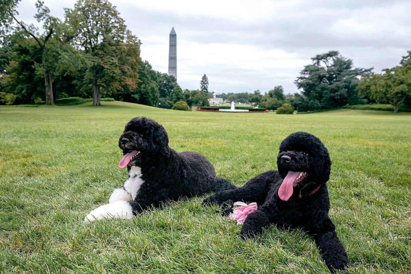 Sunny, the Obamas’ second dog, dies at 13 - The Washington Post
