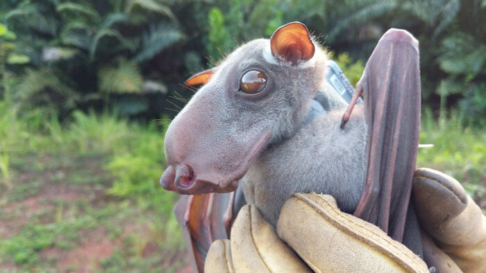 Fossil trove aims to unlock bats’ secrets to long life - Financial Times