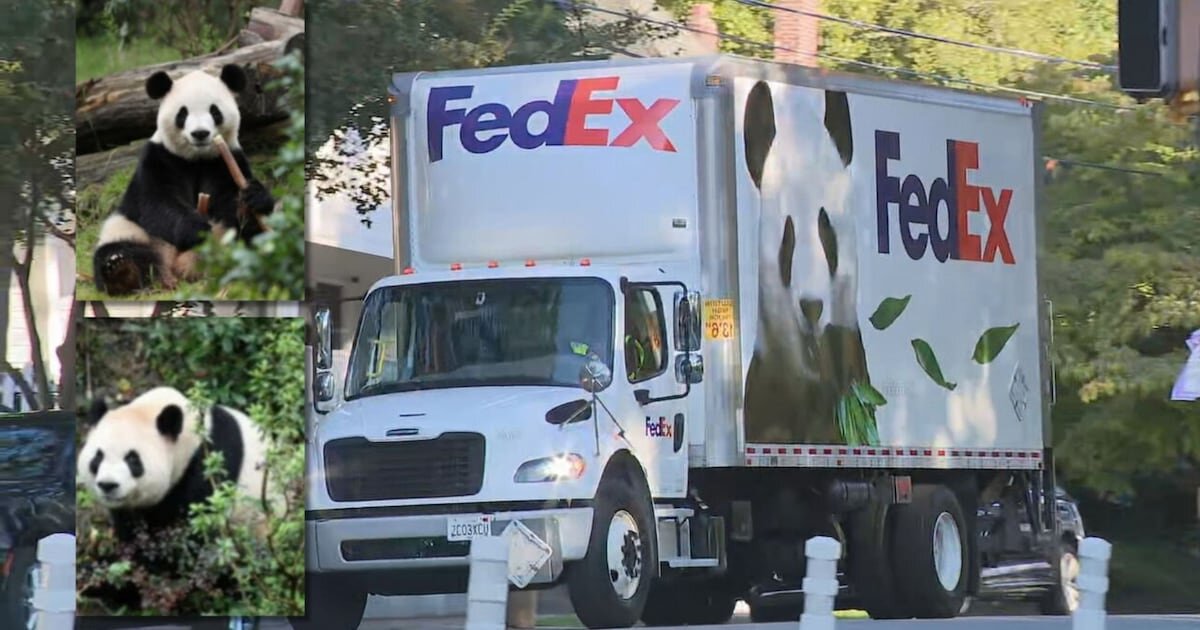 Giant pandas arrive in Atlanta - WSB-TV