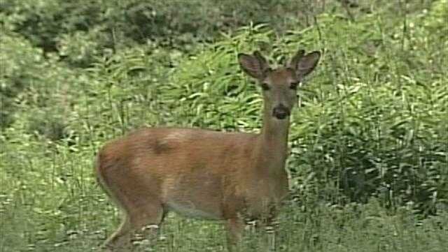 DNR: 700+ reports of dead deer in Washington, Waukesha Counties amid virus outbreak - WISN