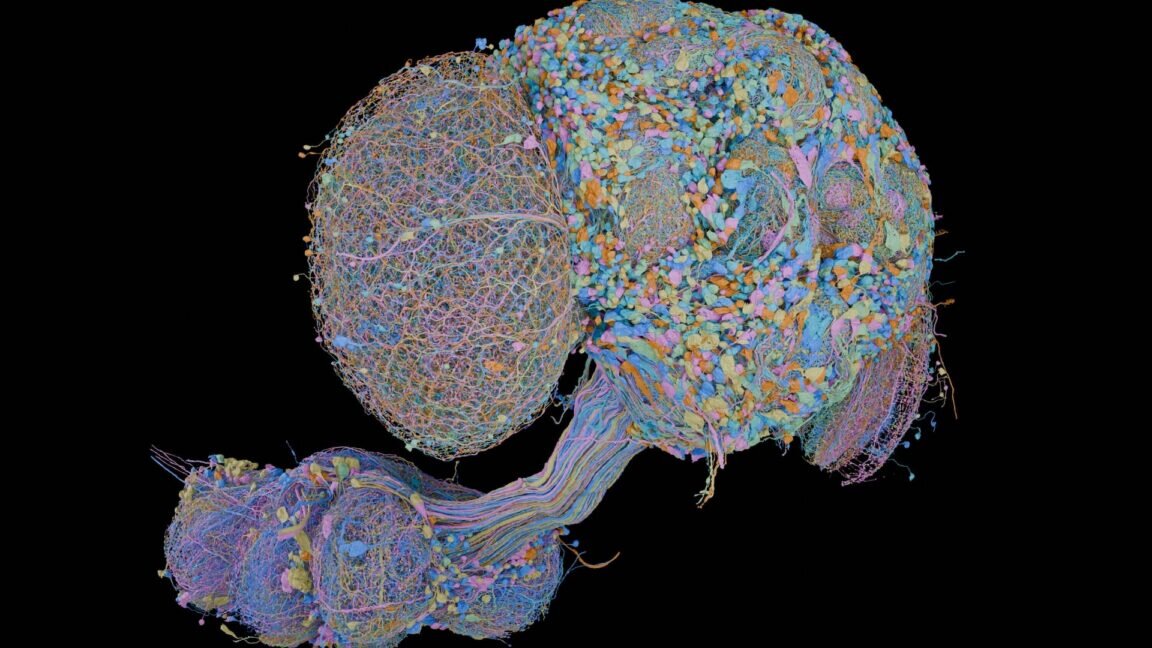 Brain of a male fly completely mapped, joins earlier map of a female brain - Ars Technica
