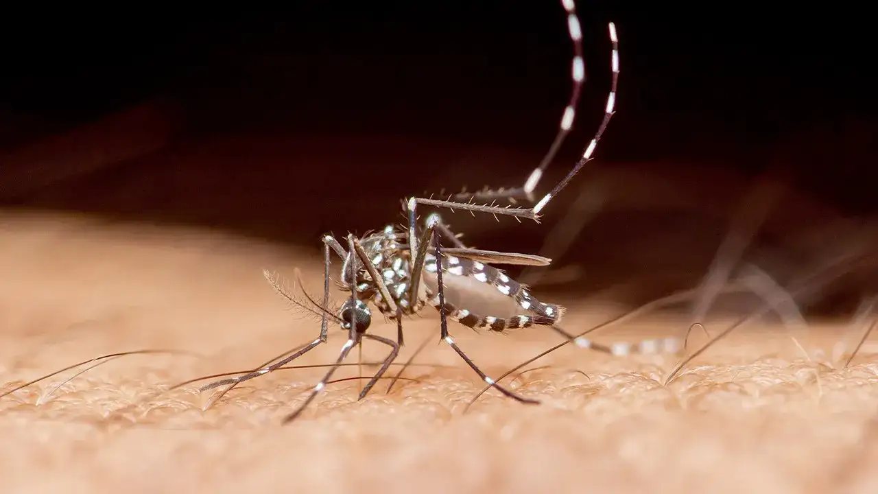 Tropical disease spread by mosquitoes claims first recorded death in southern US state - Fox News