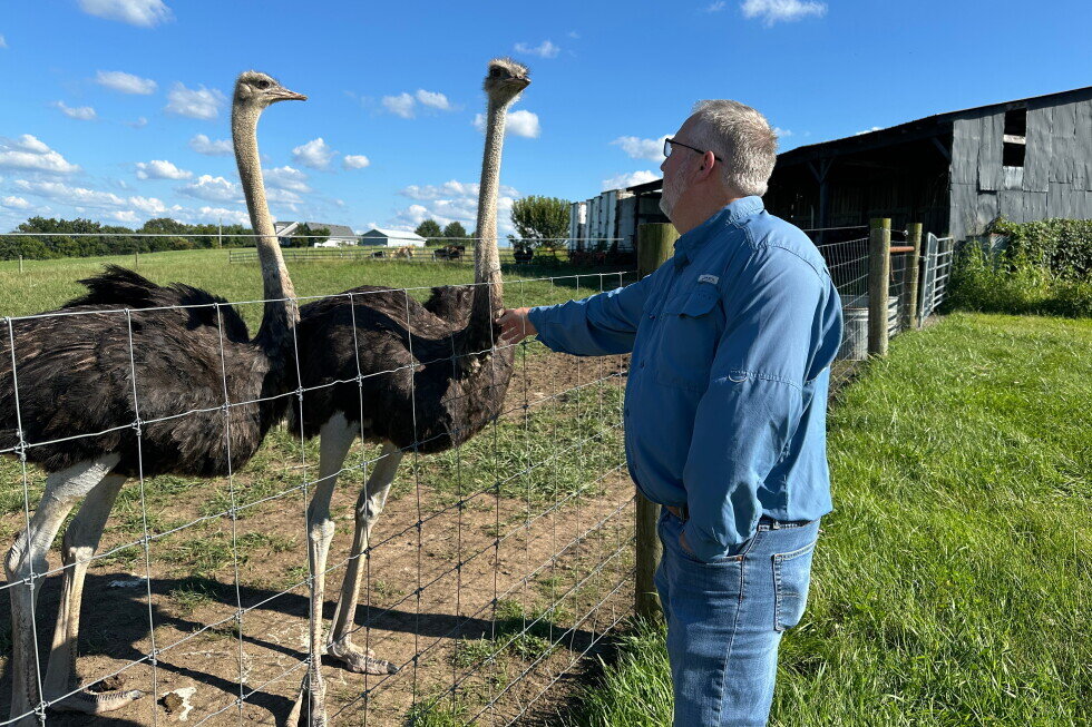 A Kentucky man with a meat allergy was craving a burger. So he got into ostrich farming - AP News
