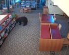 Black bear breaks into California library to raid snacks and eat jar of honey