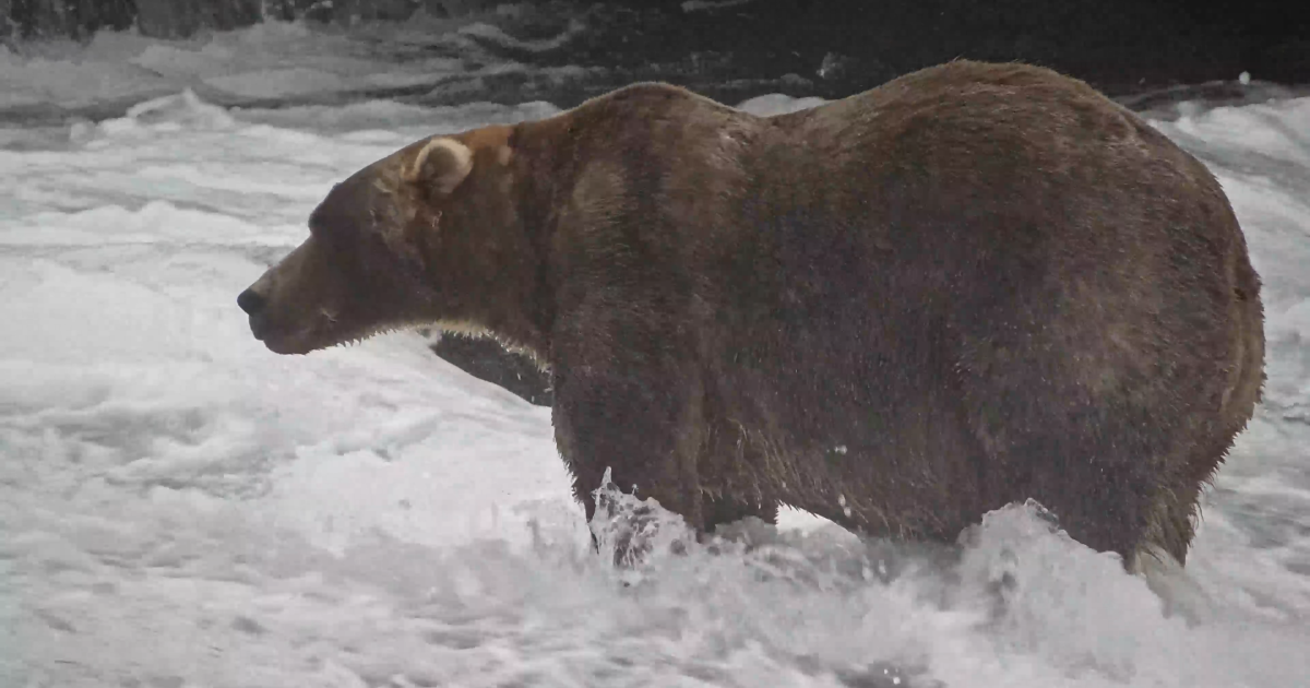 Meet Backpack, Fat Bear Week’s chunky champ - alaskapublic.org