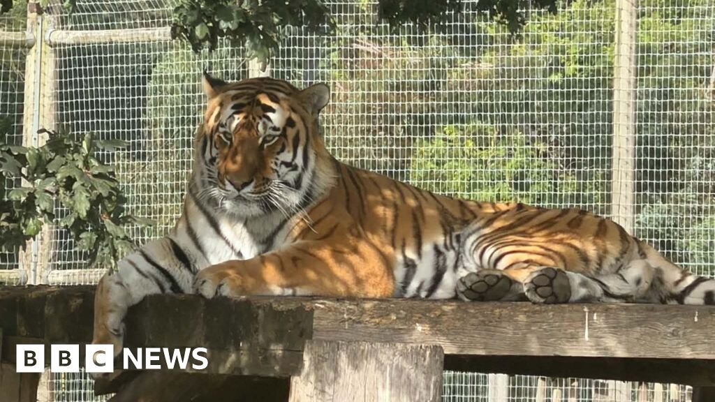Wildlife park remains closed after tiger attack - BBC
