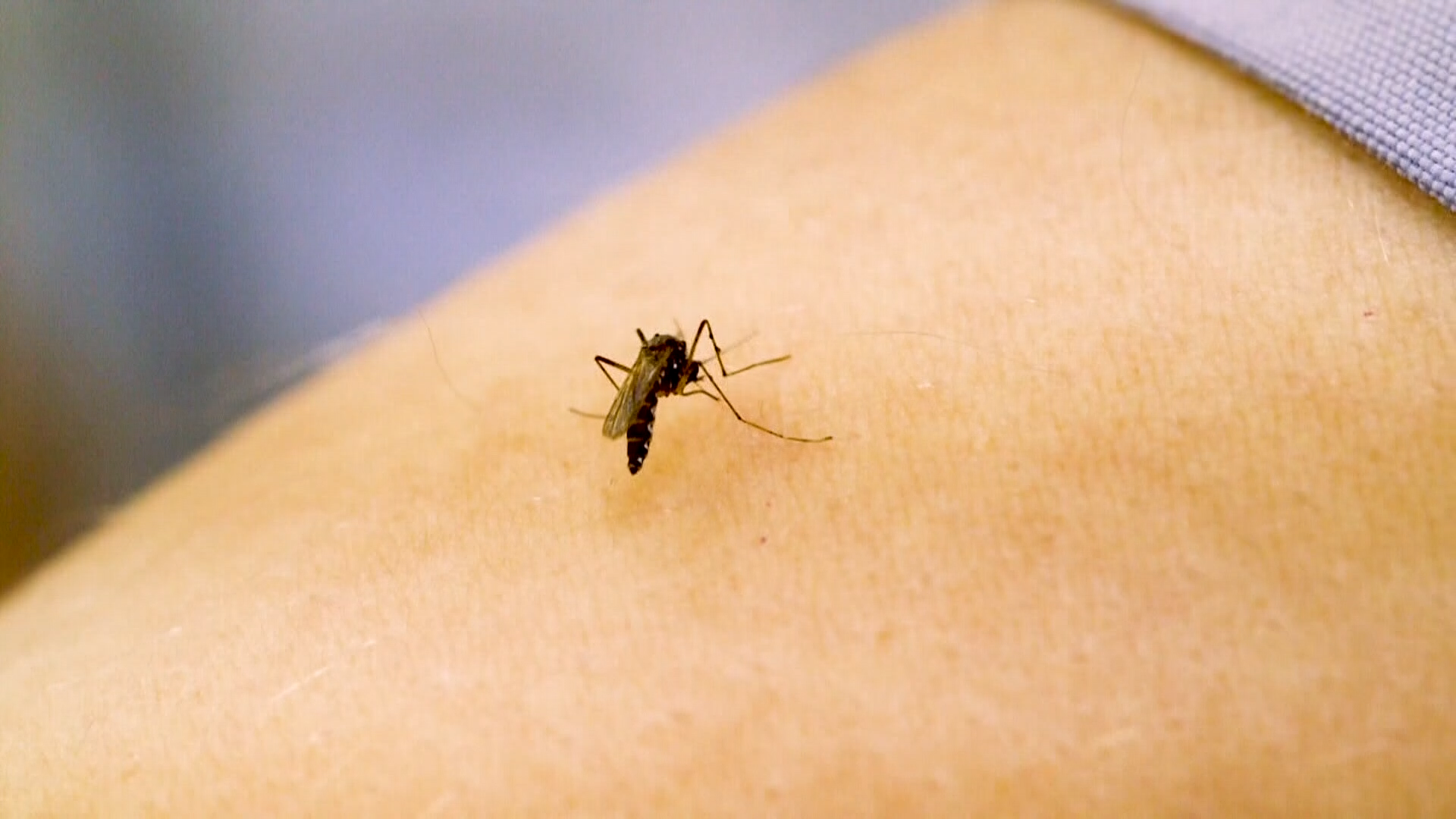 Two North Carolinians dead from West Nile Virus - WRAL