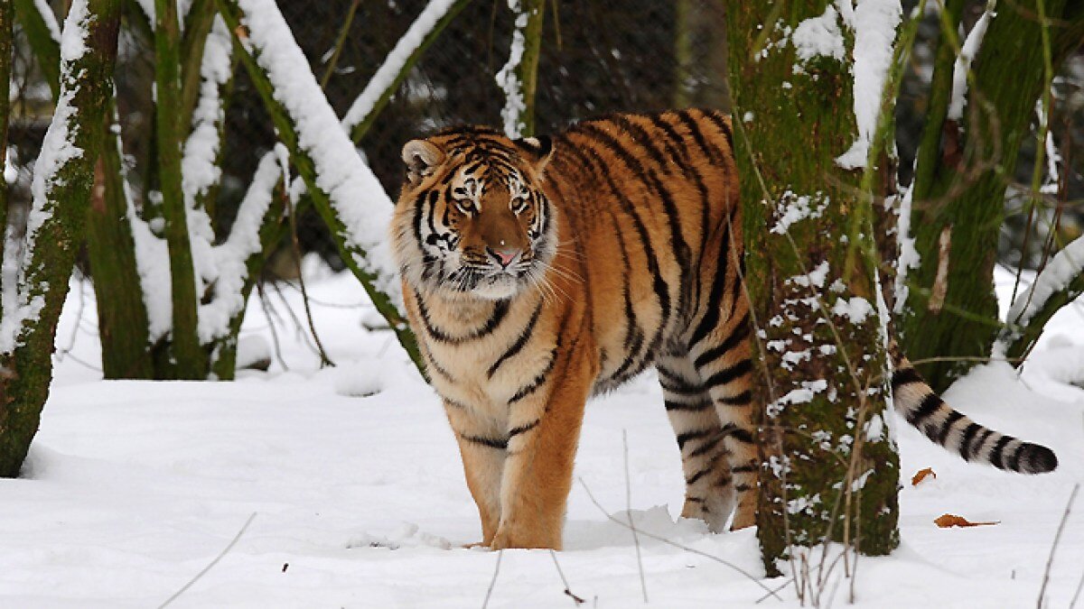 Man dies after entering tiger enclosure at England wildlife park - Al Jazeera