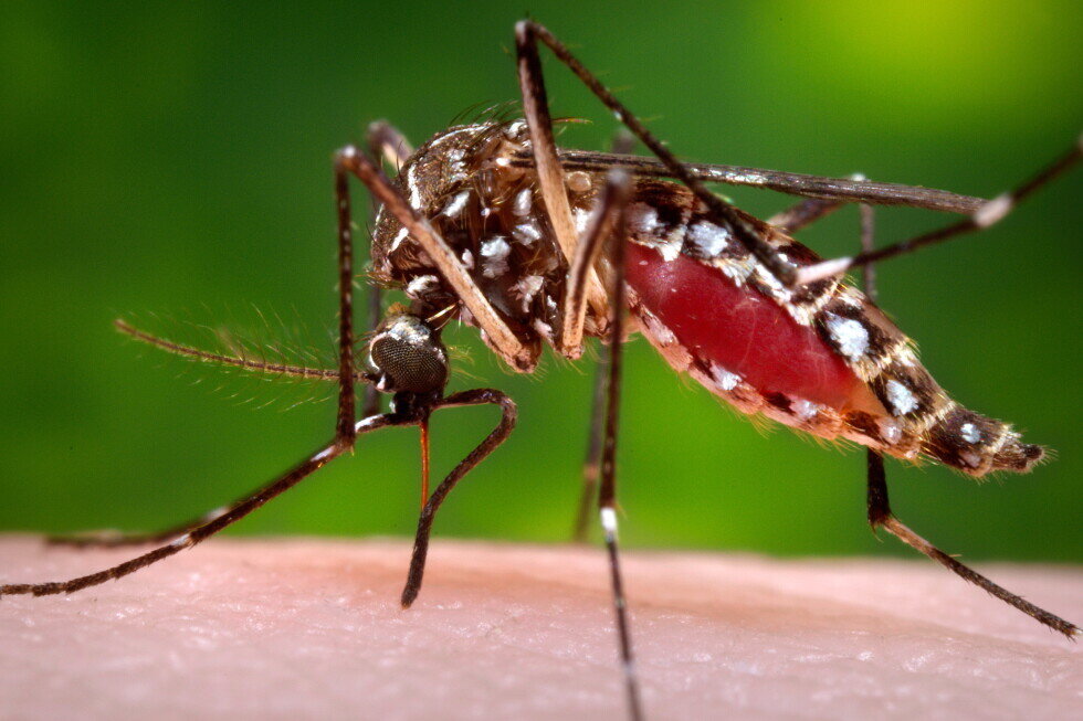 Florida’s dengue outbreak is now the largest in the continental US in decades - AP News