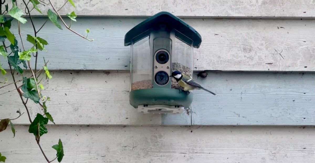 My brief romance with an AI bird feeder - The Verge